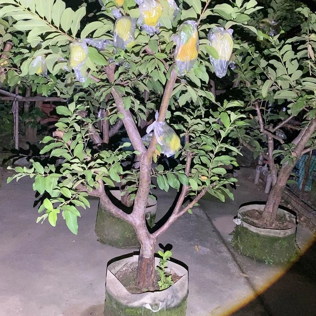 大*仔果树果树果树7777