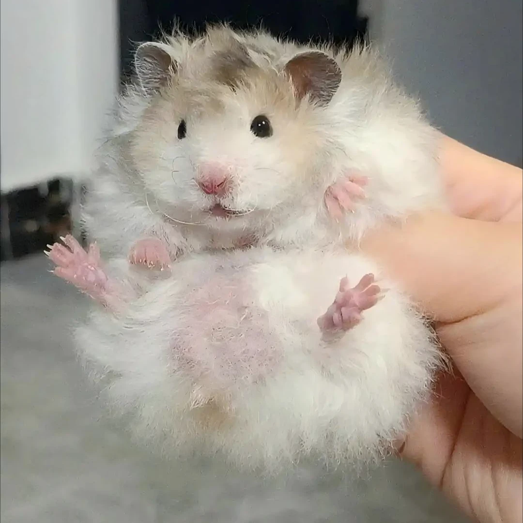 一物一拍 家养长毛卷毛波利熊福利款（质保七天）