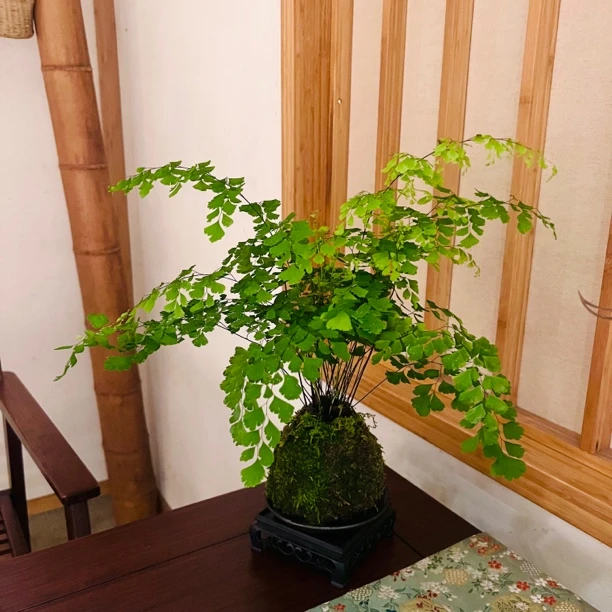铁线蕨玉苔苔藓球