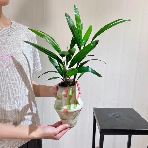 水培金山棕竹室内装饰好养摆件净化空气