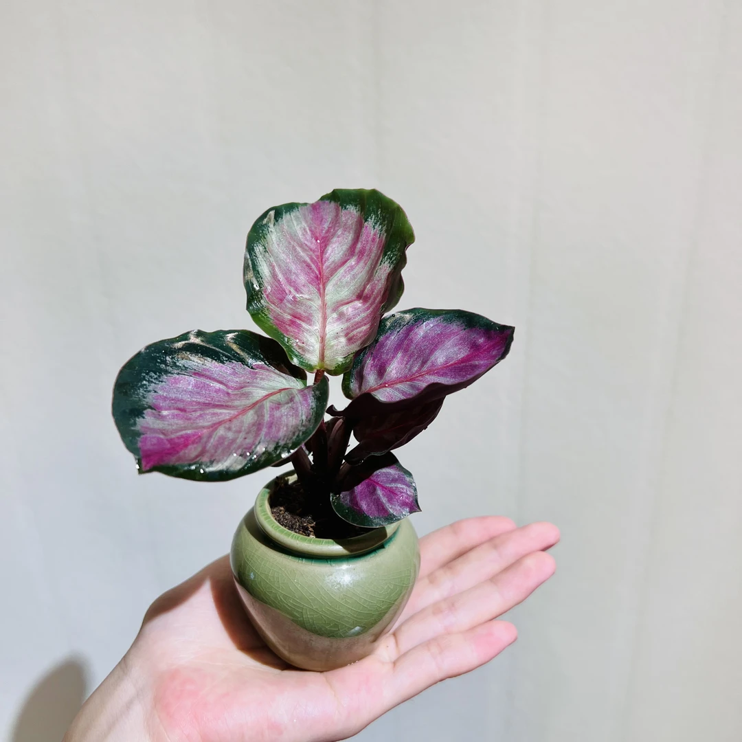 红玫瑰室内好养加赠陶瓷花盆