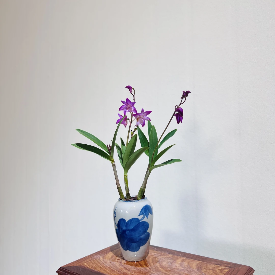 香水石斛室内好养桌面迷你绿植带花苞带盆栽好