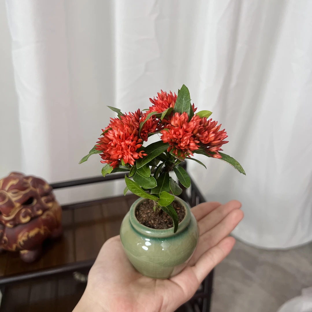 茶桌精品小叶龙船花室内茶座精品迷你绿植
