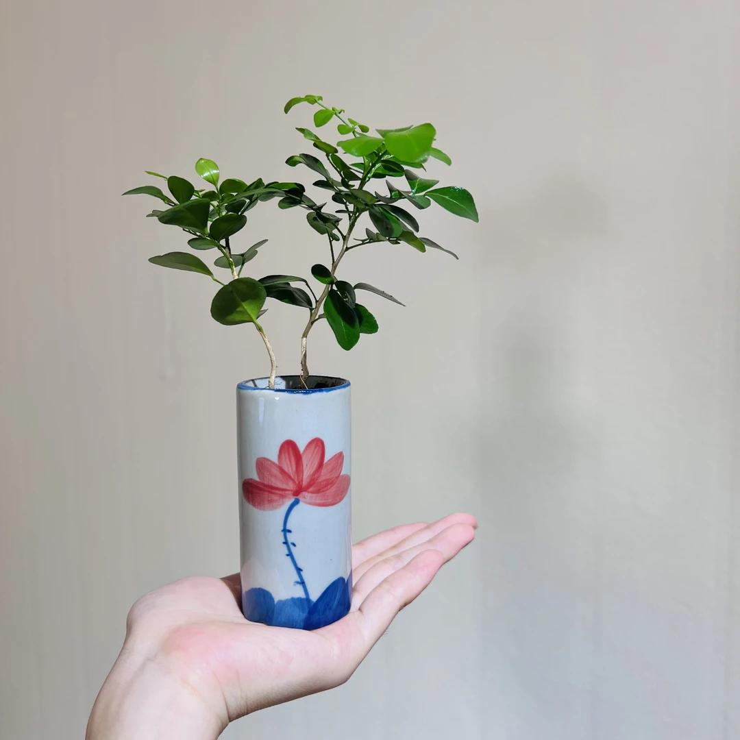 九里香加赠手绘小铅筒荷花青花瓷盆室内茶台禅意好养