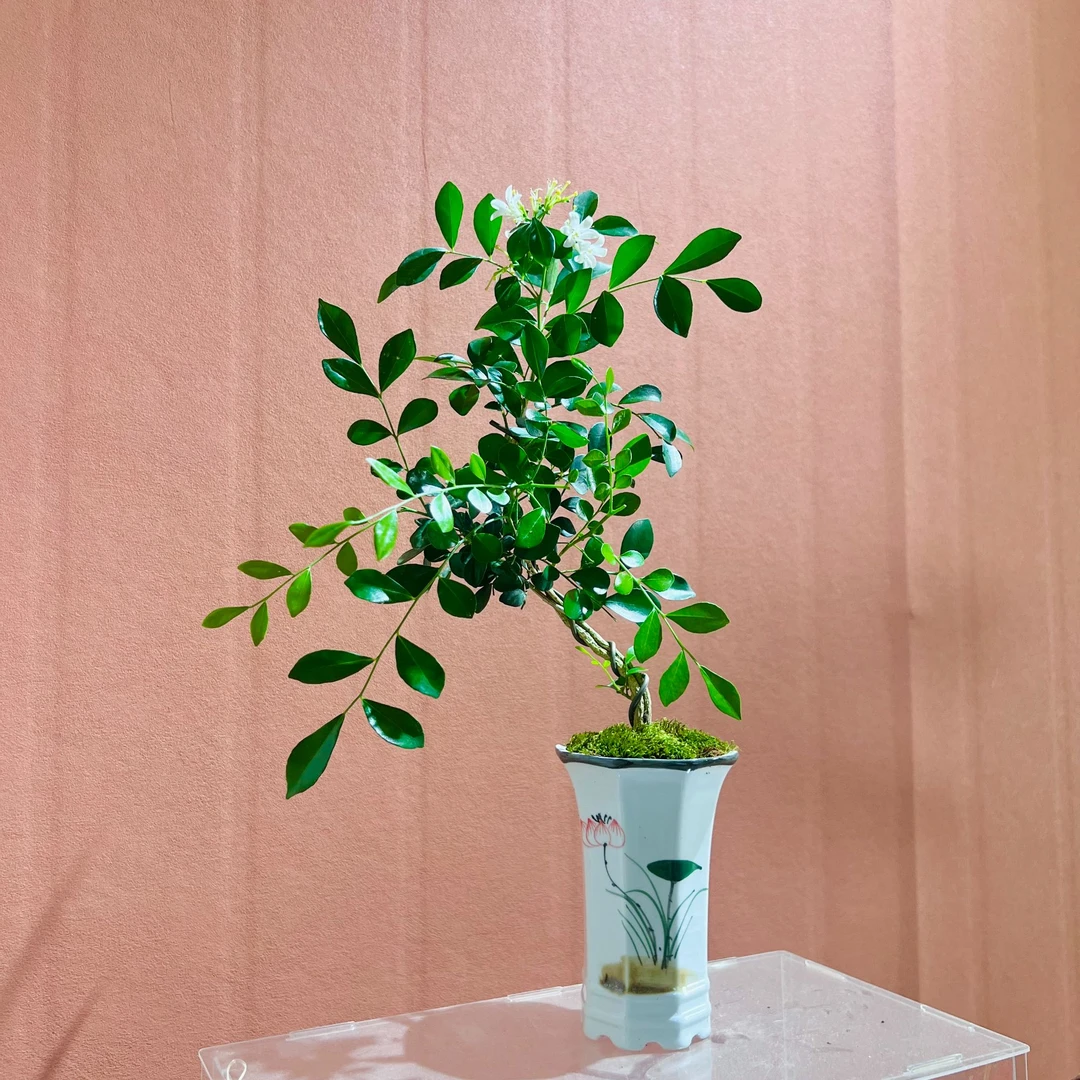 九里香室内好养加赠手绘荷花盆不带花苞