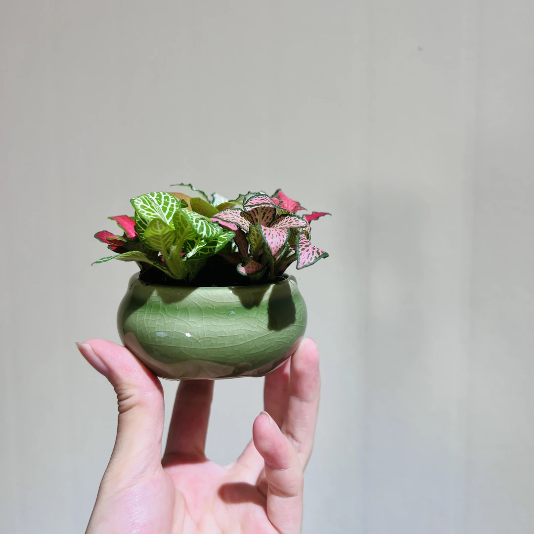 多彩火焰网纹草室内好养办公桌面绿植