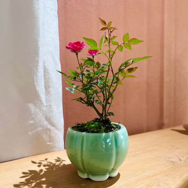 紫咲月季超微月季四季开花带花苞室内好养