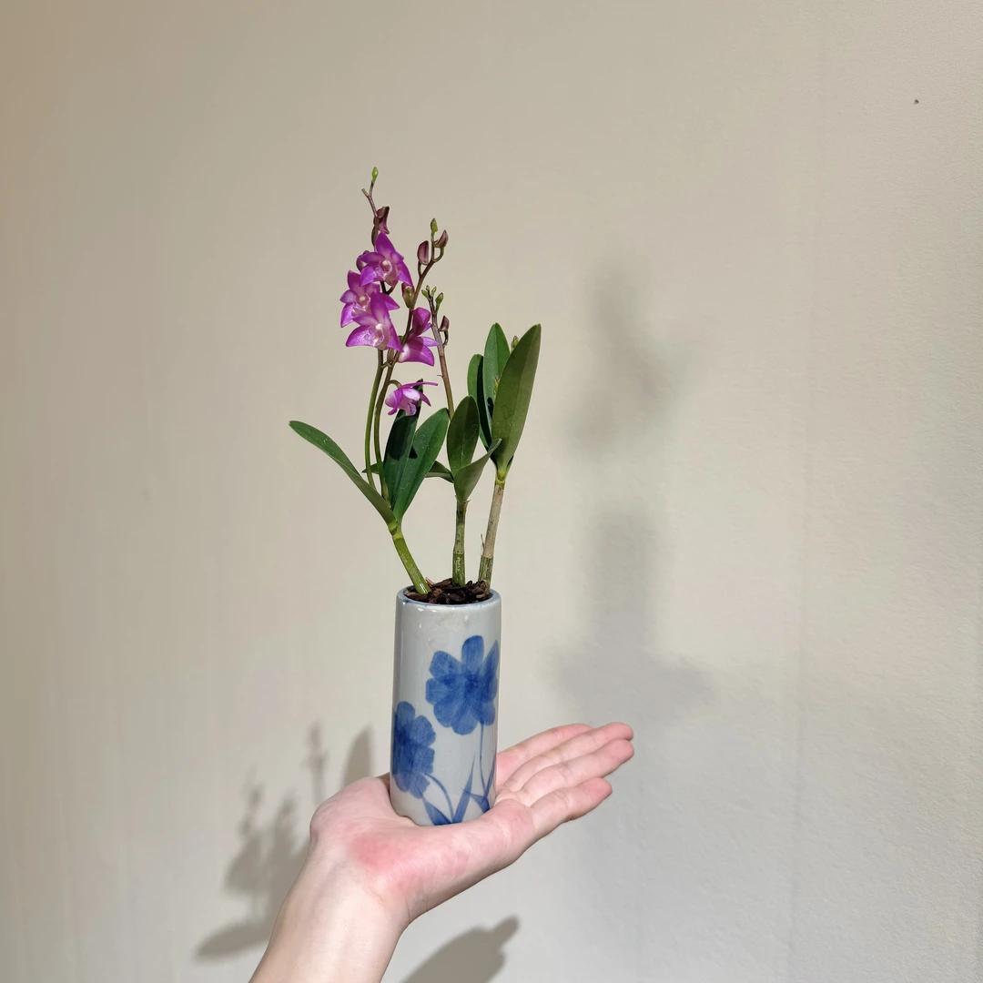 香水石斛室内好养桌面迷你绿植带花苞带盆栽好