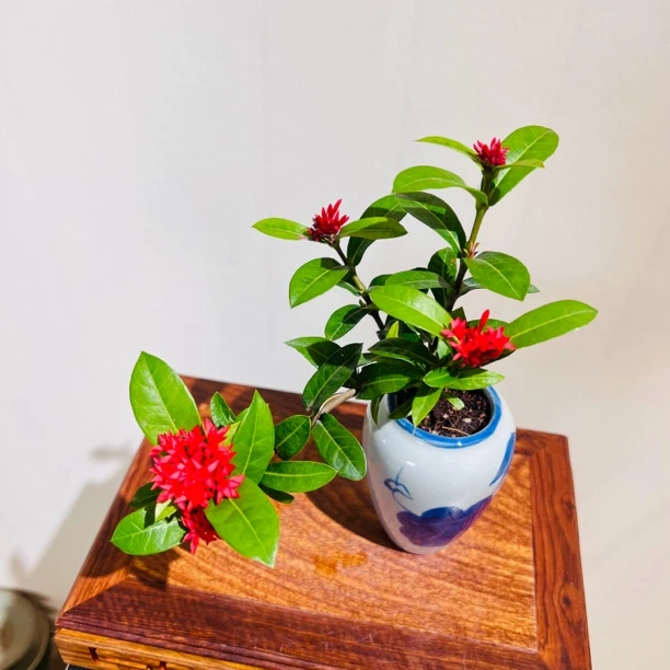 姬樱丹小叶重瓣悬崖龙船花