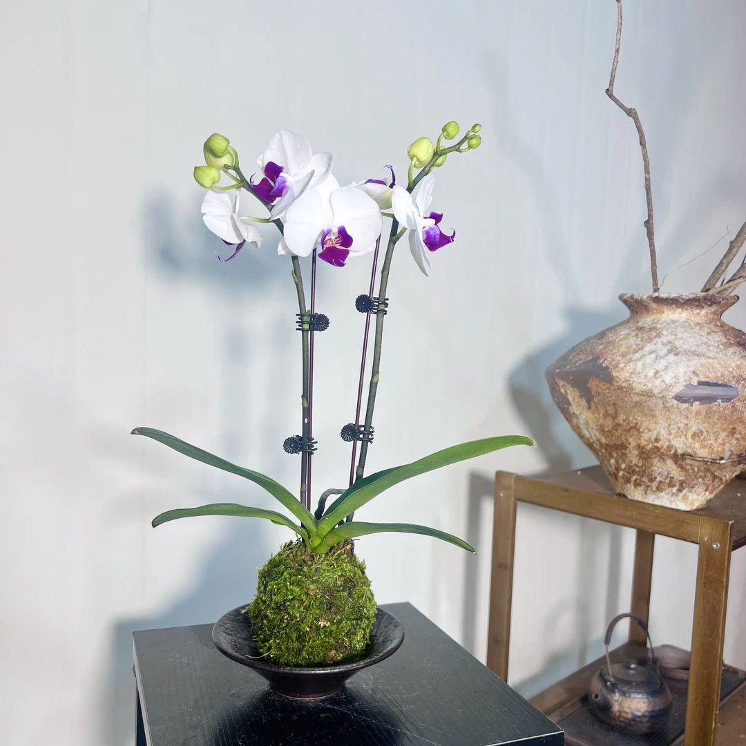 玉兔春華玉苔苔藓球