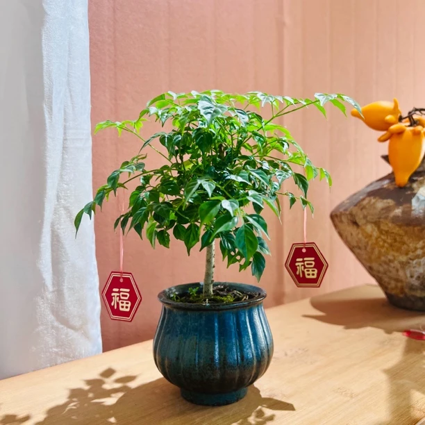 幸福树室内好养手工陶罐花器年宵