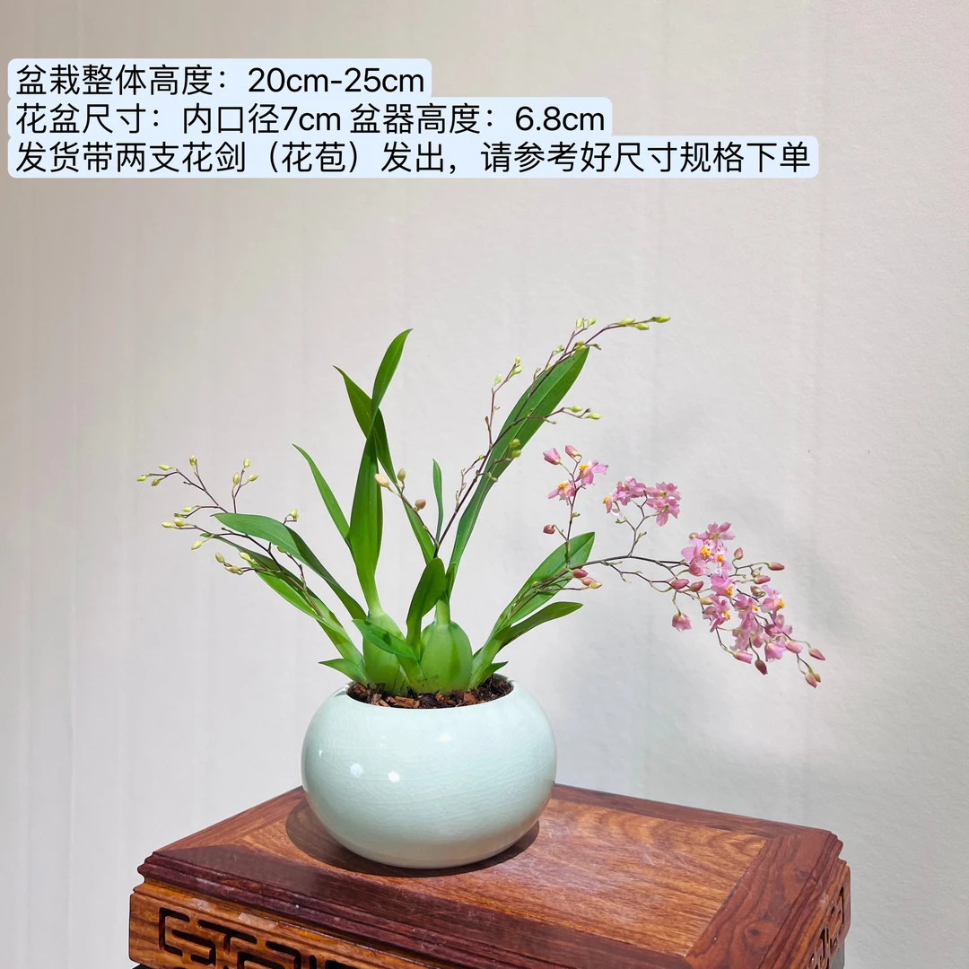 梦香兰带2枝剑室内好养加赠青瓷盆桌面迷你绿植