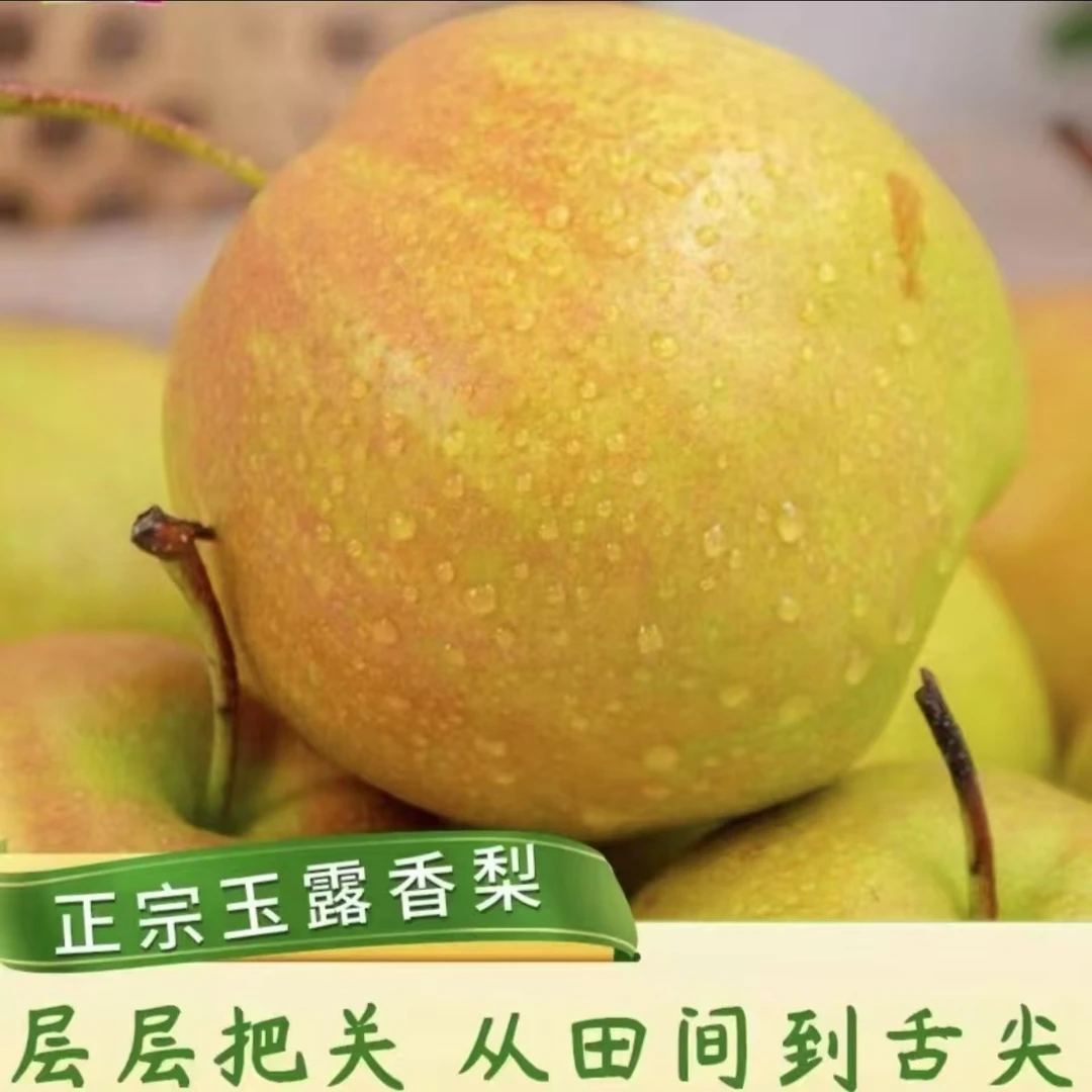 【坏果包赔】 山西运城玉露香梨应季水果香甜多汁包邮