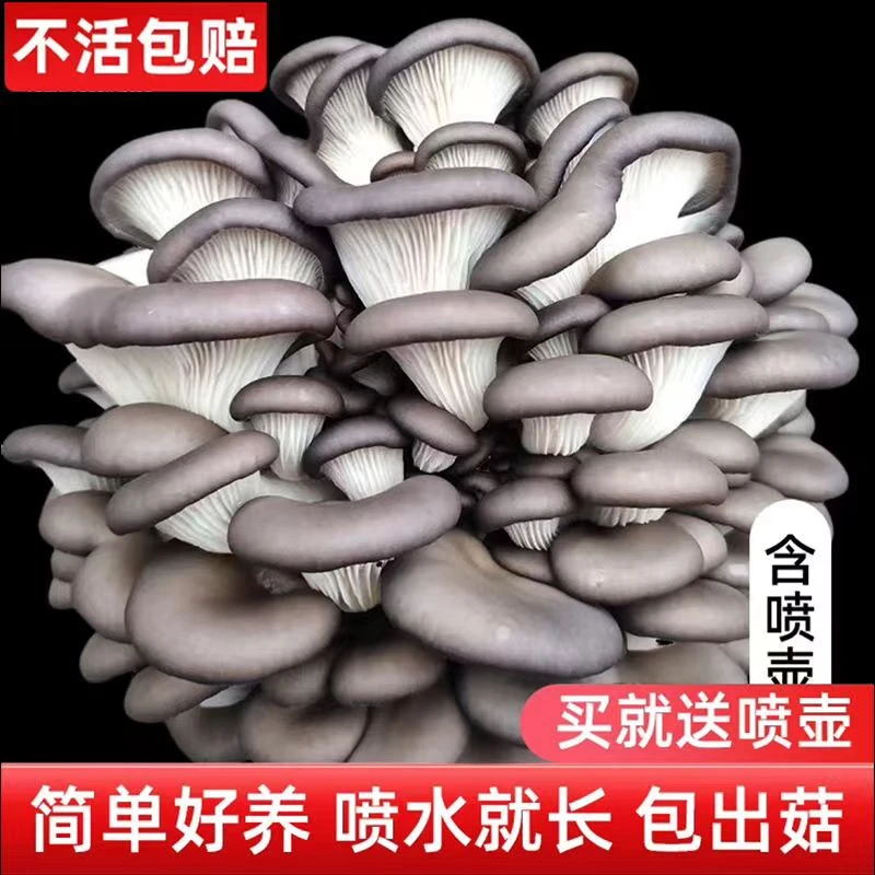 【不出包赔】家庭蘑菇菌包食用菌室内蘑菇种植菌种家种菌种菌菇包