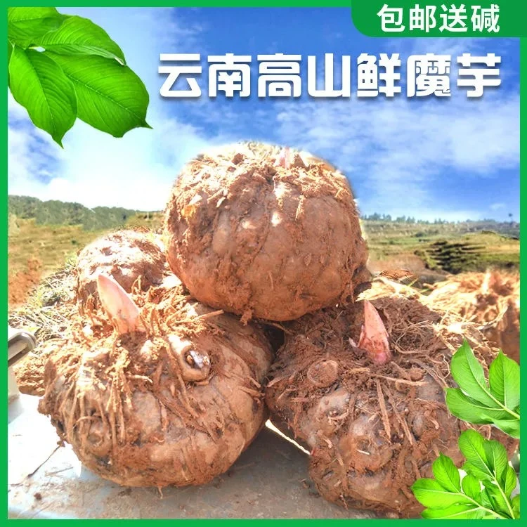 云南产品新鲜生魔芋头50斤包邮魔芋豆腐原料坏不赔