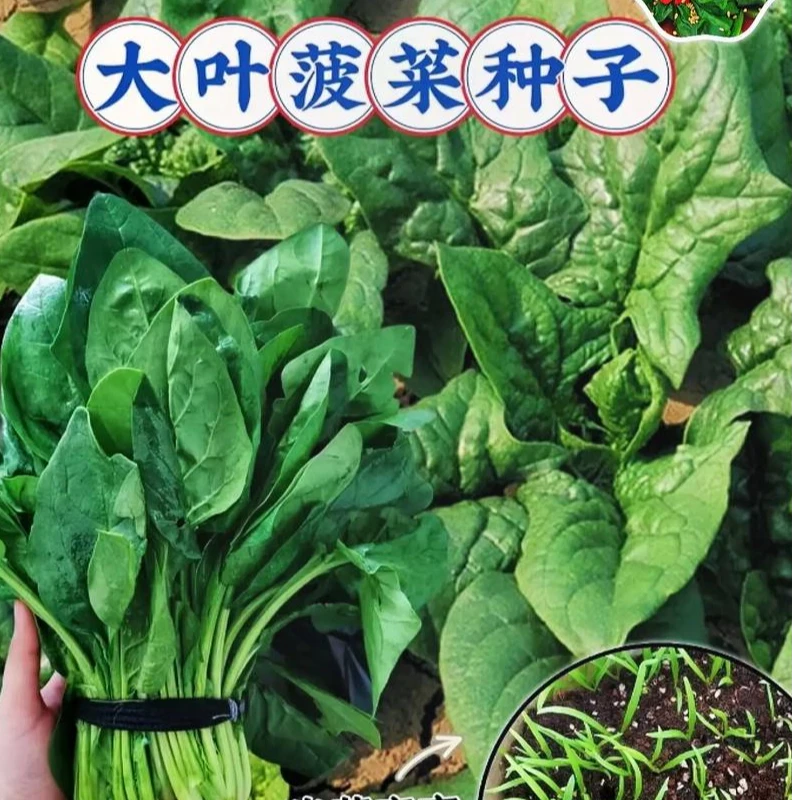 大叶菠菜种子四季绿叶蔬菜冬季种籽冬天耐寒菜种阳台盆栽波菜籽孑