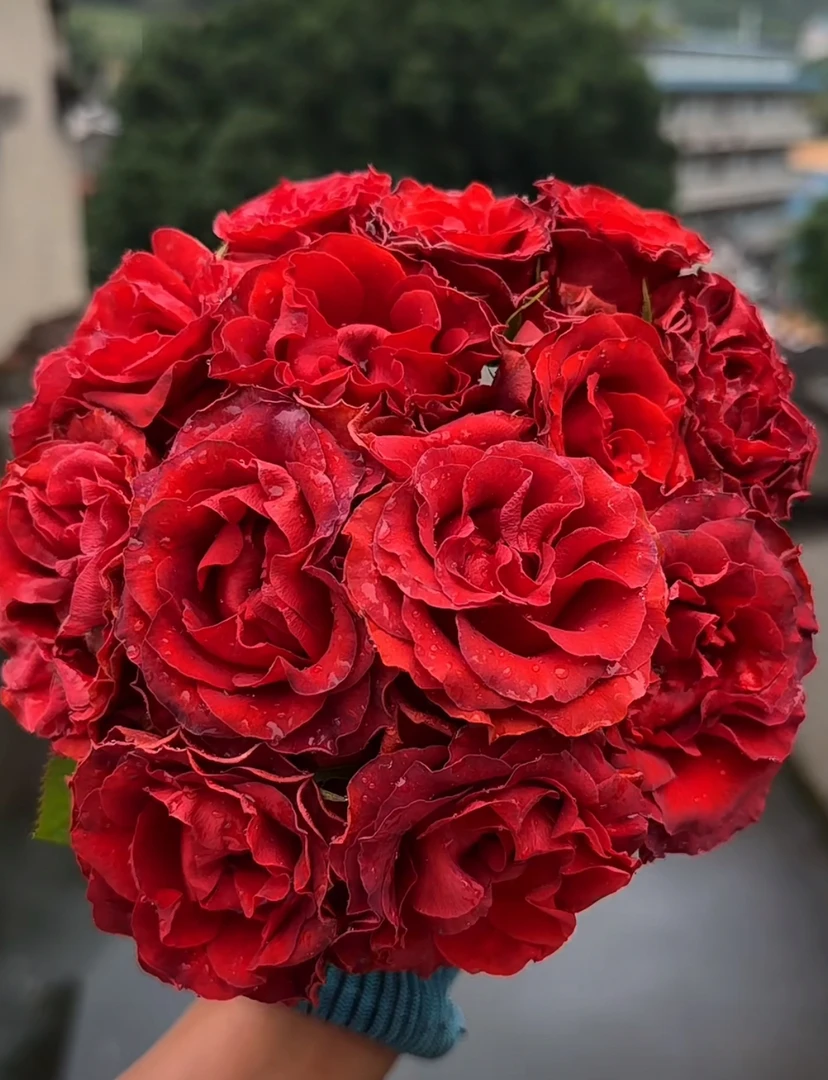 可乐 新品 切花 大花 灌木月季 小苗