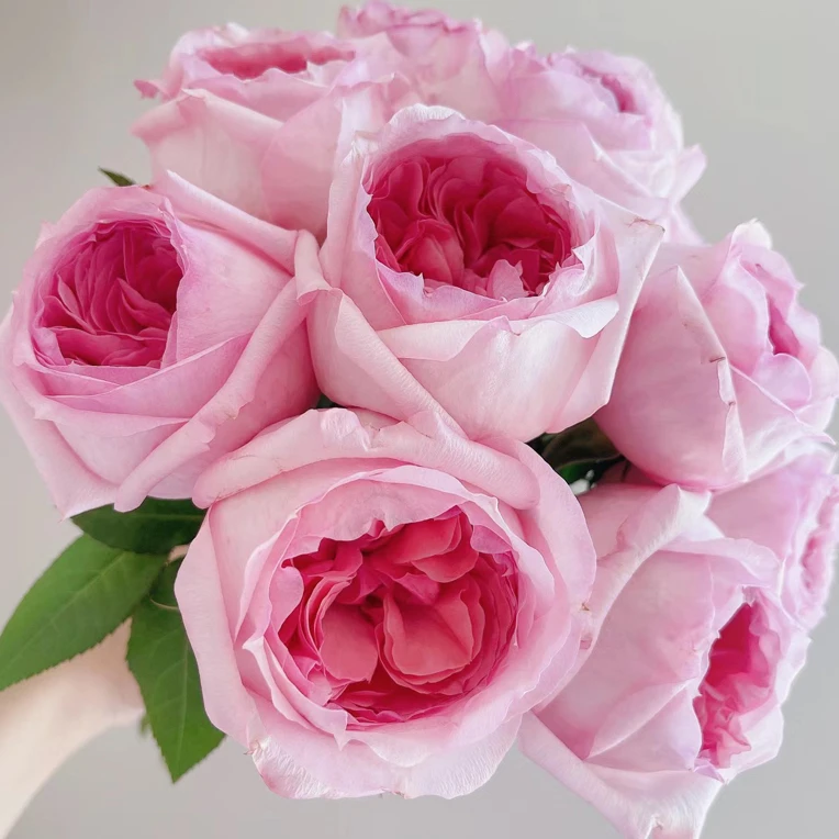 杨玉环 新品 大花 浓香 灌木 月季小苗