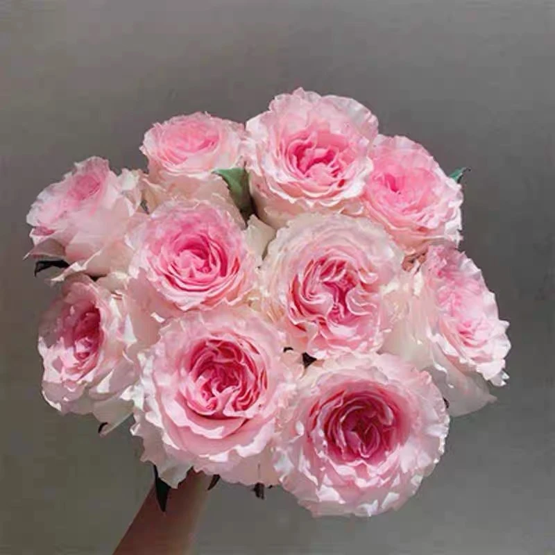 洛神 切花 大花灌木月季小苗