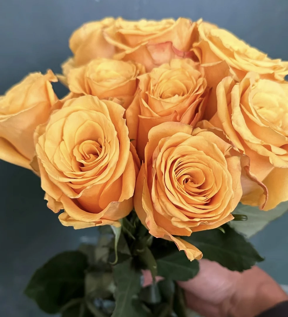 大黄蜂 新品切花 大大花 灌木 月季小苗