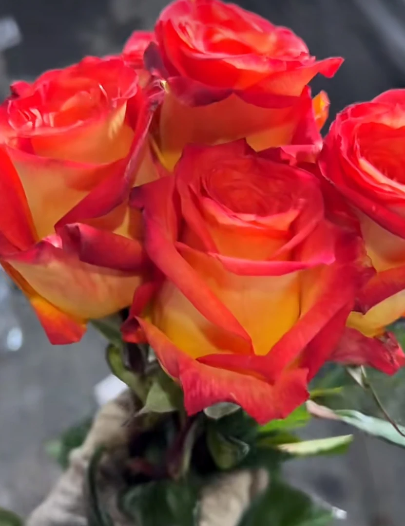 达喀尔 新品切花 灌木 月季小苗