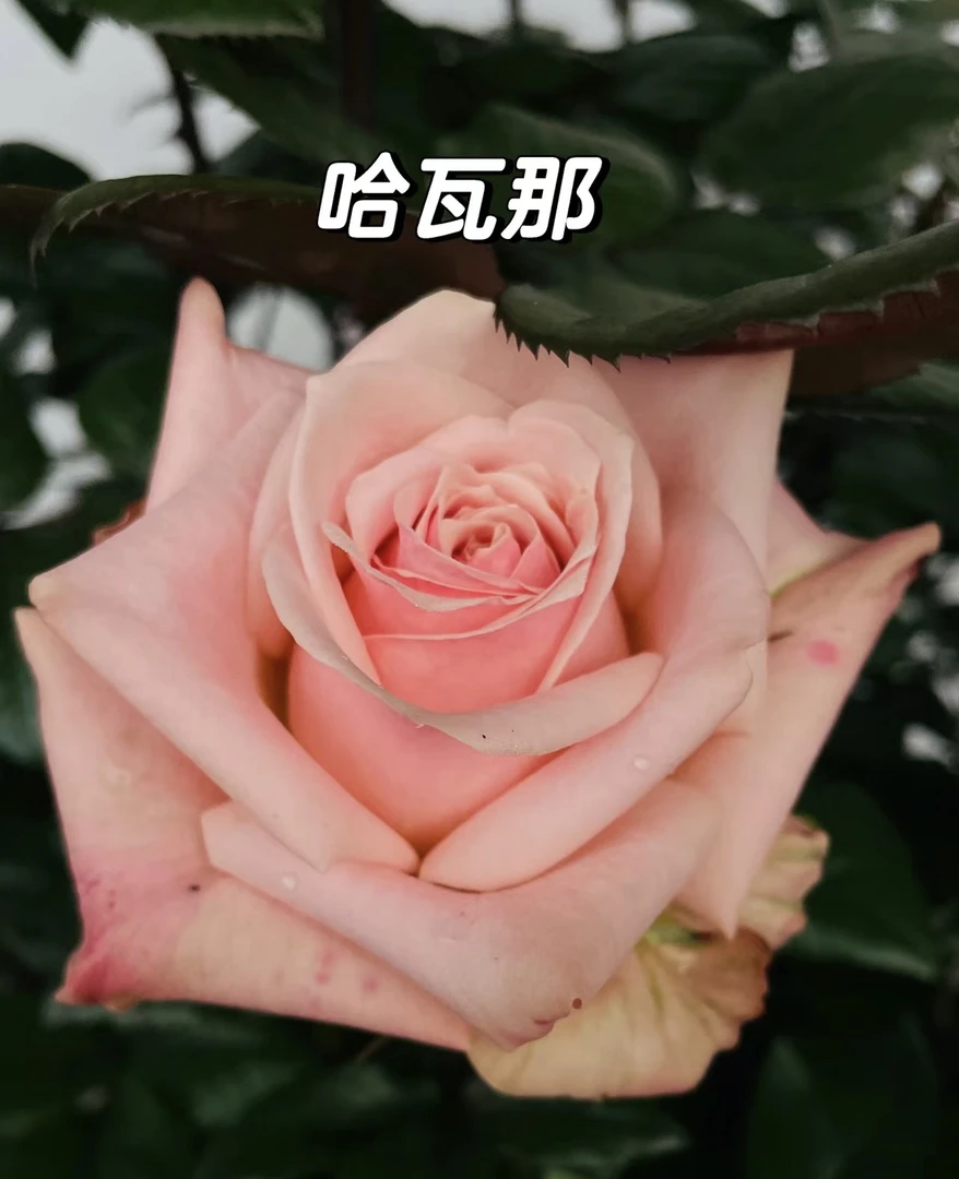 【3棵包邮】哈瓦那 切花耐开耐热 灌木月季小苗