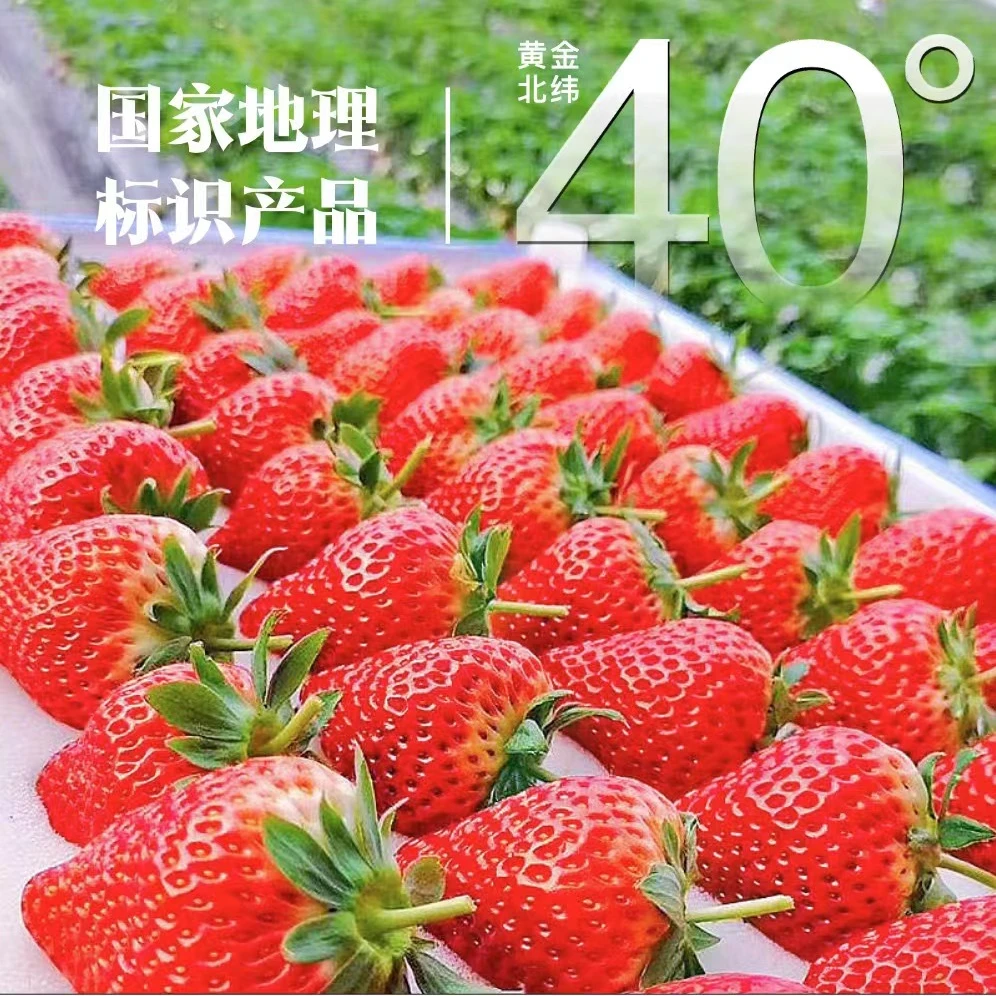【直播福利】2.8斤小果正宗丹东九九草莓红颜牛奶草莓香甜空运包邮
