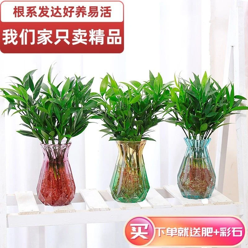 水培竹柏水养植物盆栽植物室内驱蚊花卉客厅办公桌美观四季常青