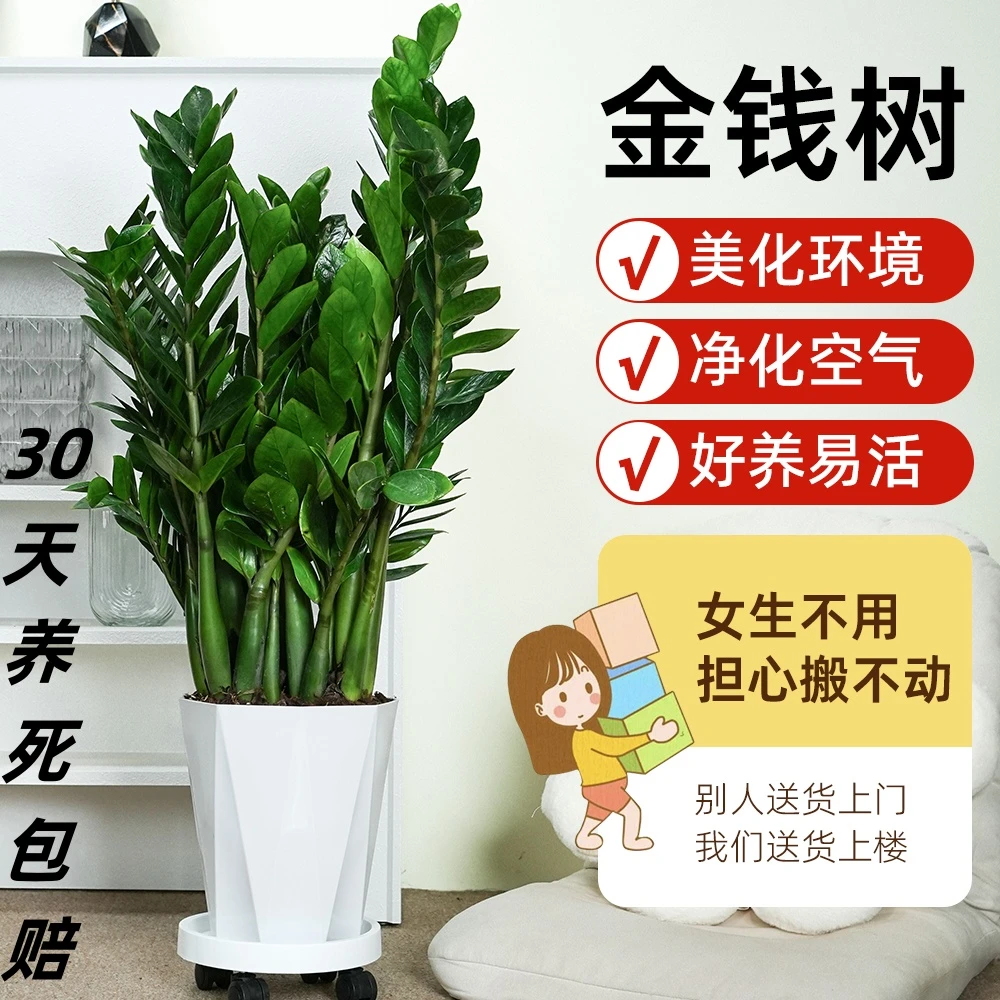 120-130CM【AA金钱树】室内懒人绿植盆栽吸甲醛净化空气四季常青绿
