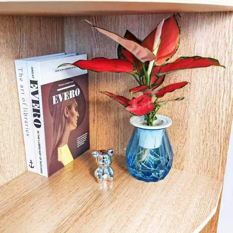 【方方】【吉利红买一送一】水培竹芋植物如意万年红绿植室内水养