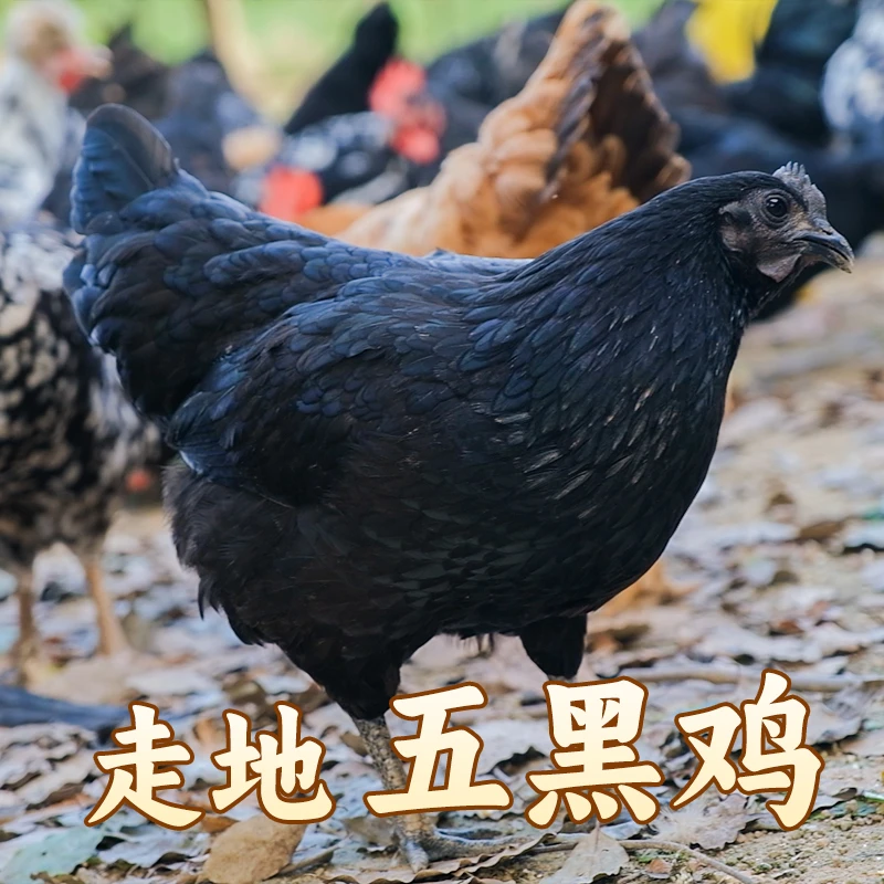 【揭西走地鸡】揭西农场五黑鸡 散养300天足日走地鸡 三黄鸡