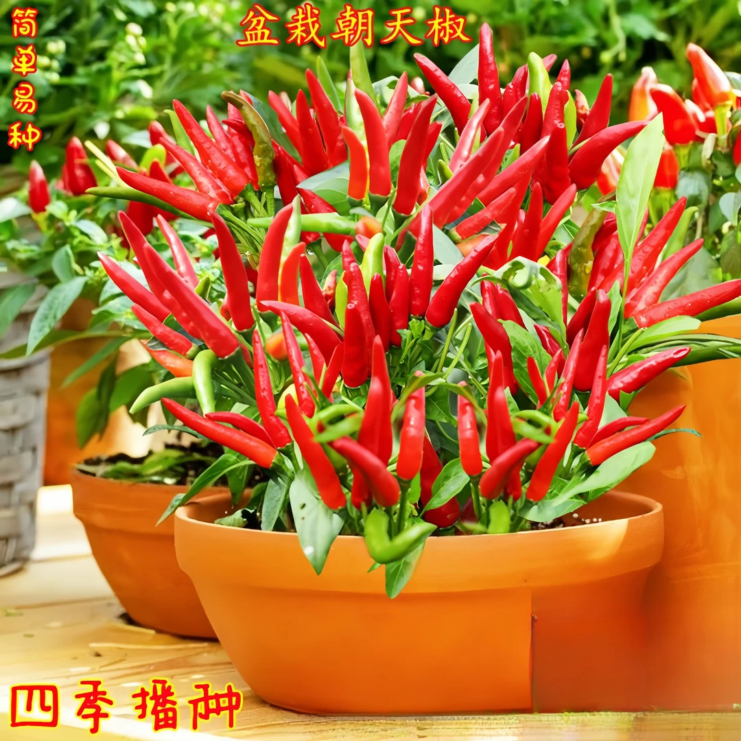 朝天椒种子四季小米椒辣椒种子可食用红辣椒庭院阳台盆栽蔬菜种子
