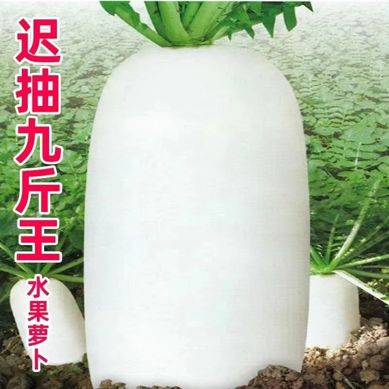 迟抽九斤王白萝卜种子不易空心肉质细腻纤维少嫩脆大白萝卜蔬菜籽