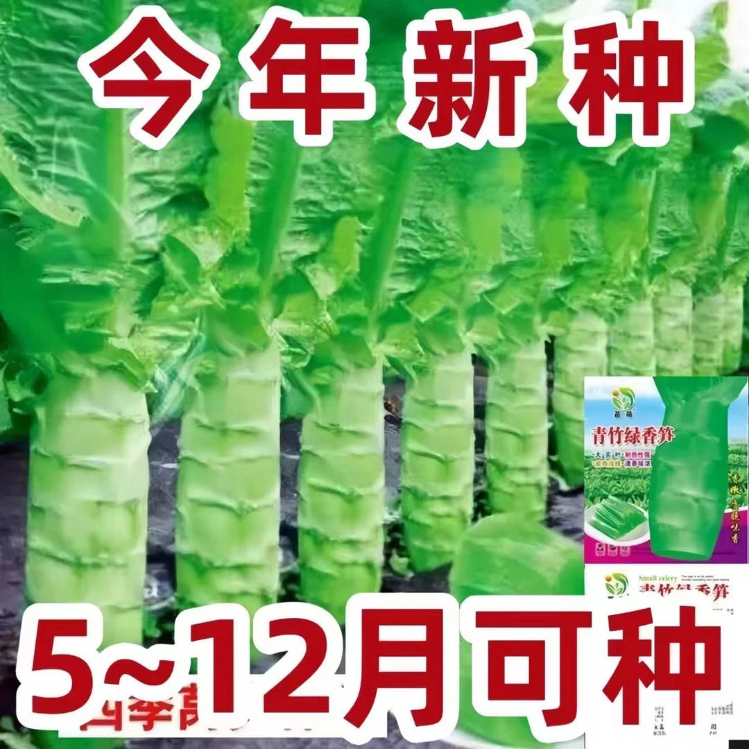 四季莴笋种子青皮绿肉香莴笋种子耐热耐寒阳台小院春秋冬蔬菜种子