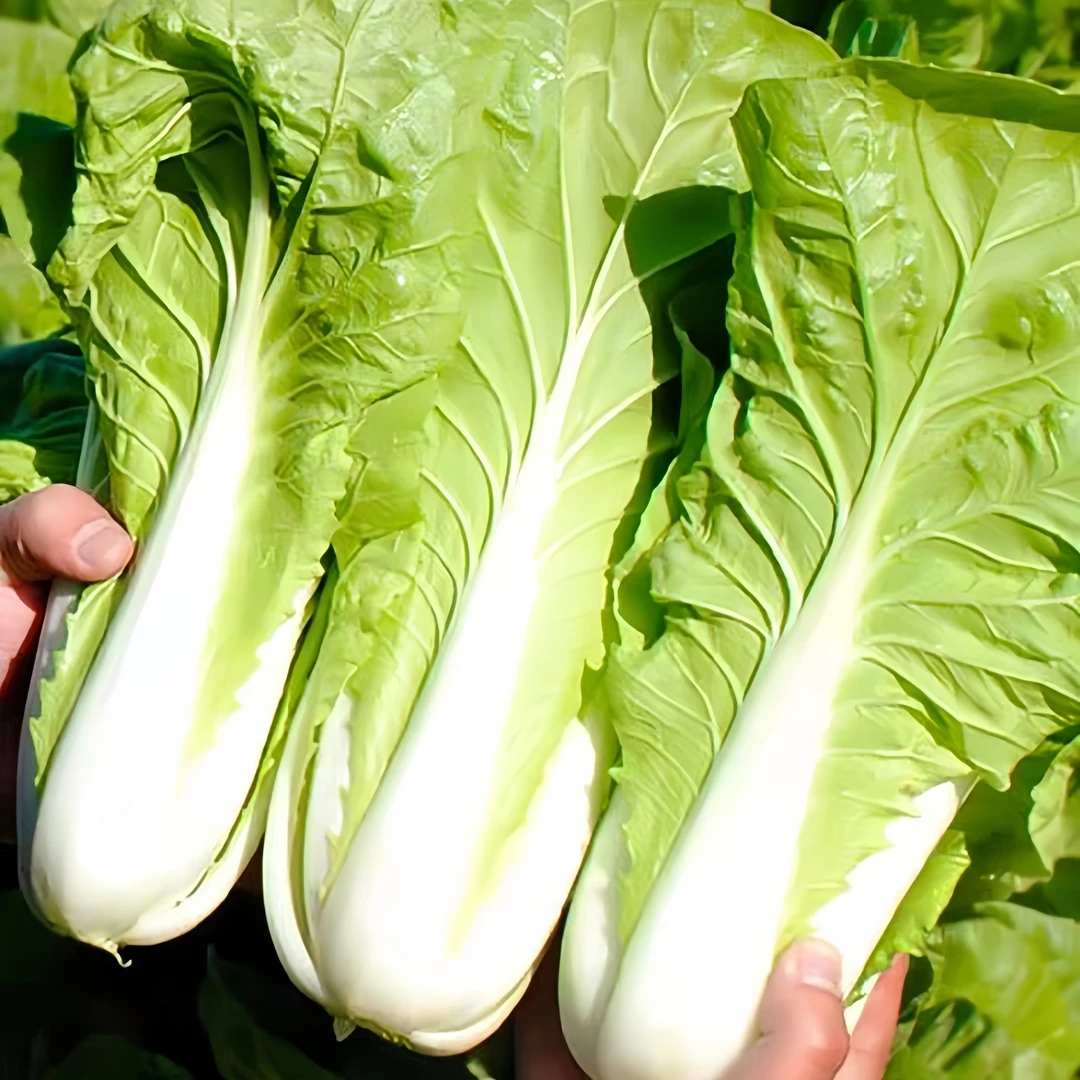 四季快菜种子速生有机小白菜种子阳台盆栽小院易种小青菜蔬菜种子