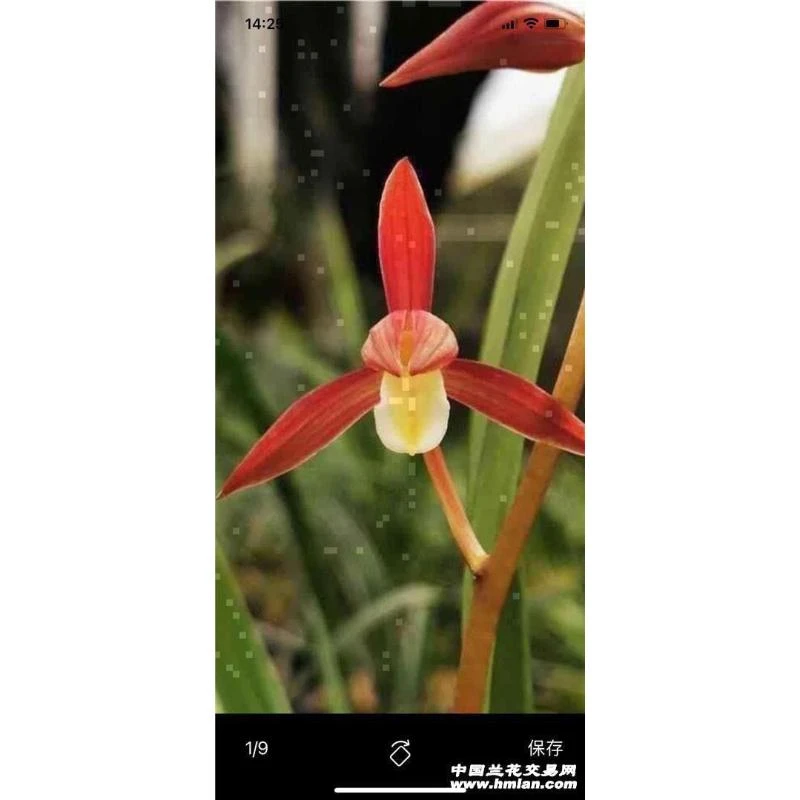 墨兰江山美人2苗