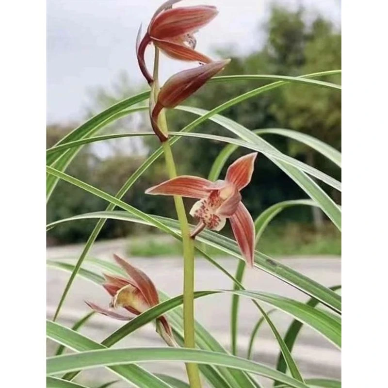 一物一拍花卉直播间链接