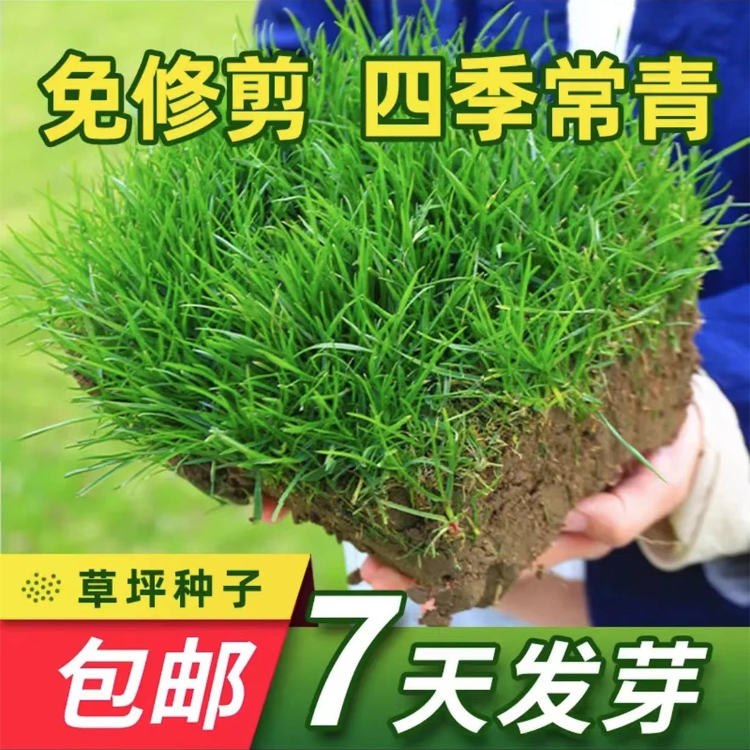 草坪种子草籽免修剪狗牙根剪股颖地毯草高羊茅庭院别墅护坡固土