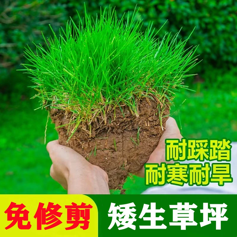 草坪草籽四季常青绿化狗牙根种子护坡马尼拉百慕大高羊茅黑麦草籽