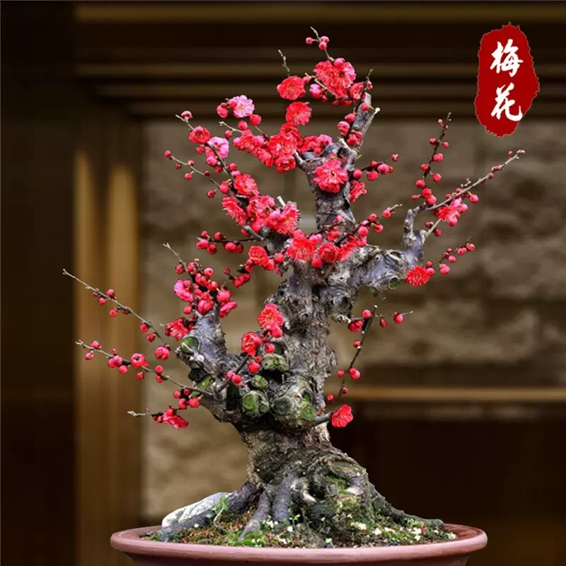 【直播专属】  基地直发原生红梅老桩带花苞发货过年开花红火过大年