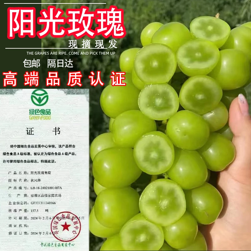 阳光玫瑰精品质绿色认证食品葡萄农场应季水果新鲜孕妇可吃