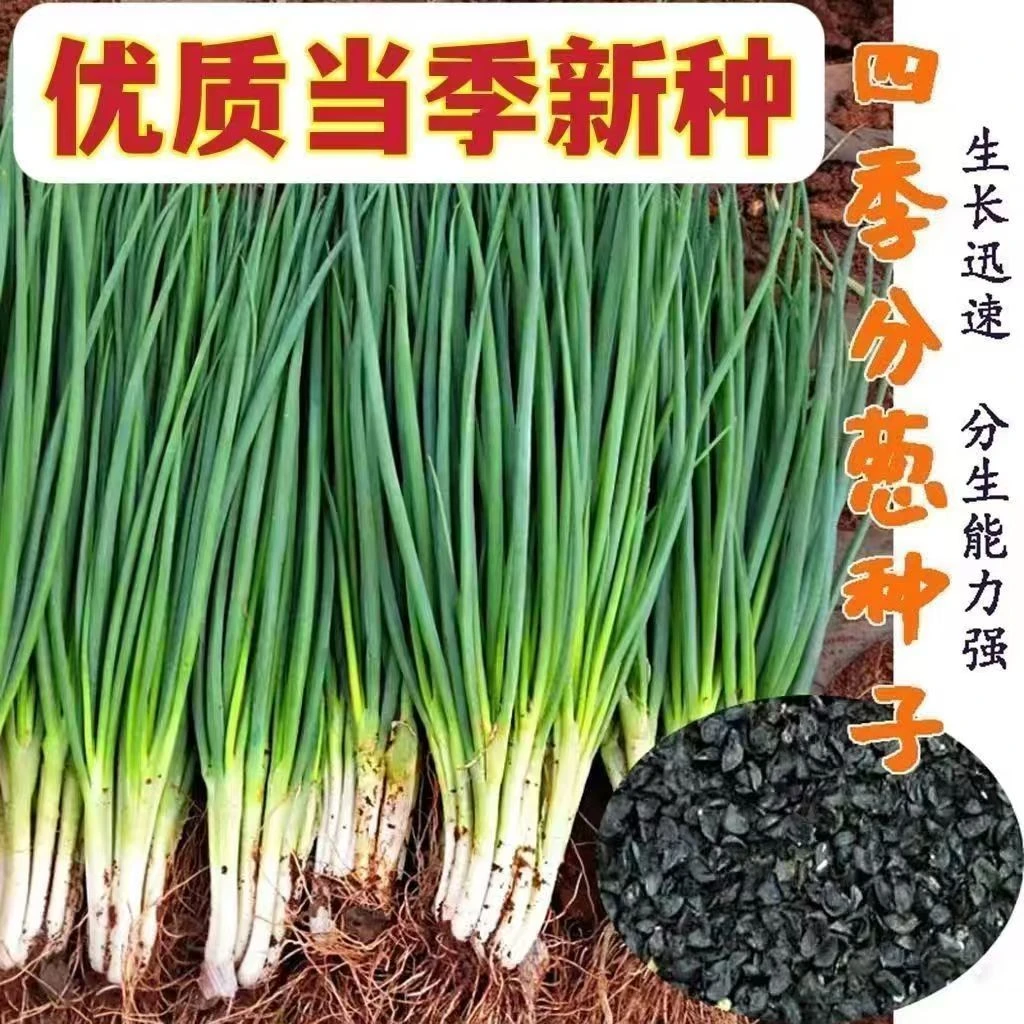 四季小香葱种子阳台小葱种子家庭种植盆栽葱种子易种蔬菜种子种籽