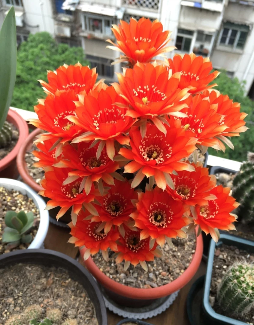 1盆栽开花金刚仙人球