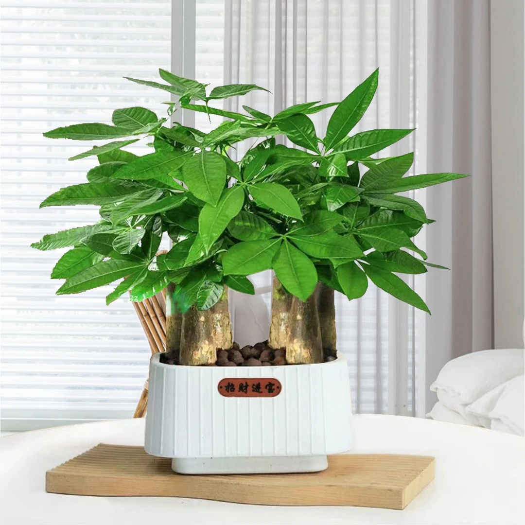 6顺发财树盆栽绿植净化空气耐阴植物办公室客厅餐桌绿植四季常青
