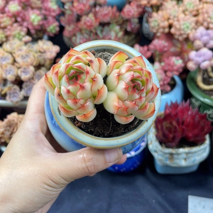 勾魂仙子八公分带盆