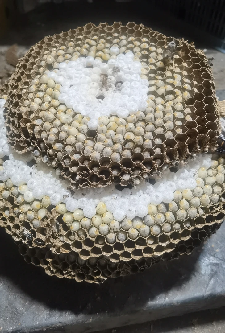 2024年新鲜马蜂 树蜂蜂蛹 高蛋白蜂蛹
