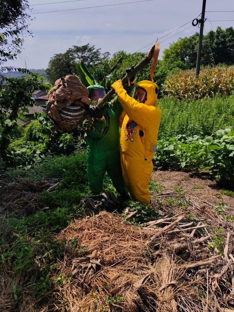 树蜂 马蜂黄脚蜂蛹3斤起拍