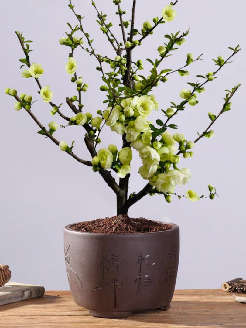 海棠花盆景好养易活耐寒耐高温盆栽地栽室内外都可养