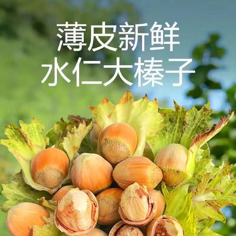 【肆一家乡】东北鲜榛子2025现摘 脱皮水仁清甜送钳子