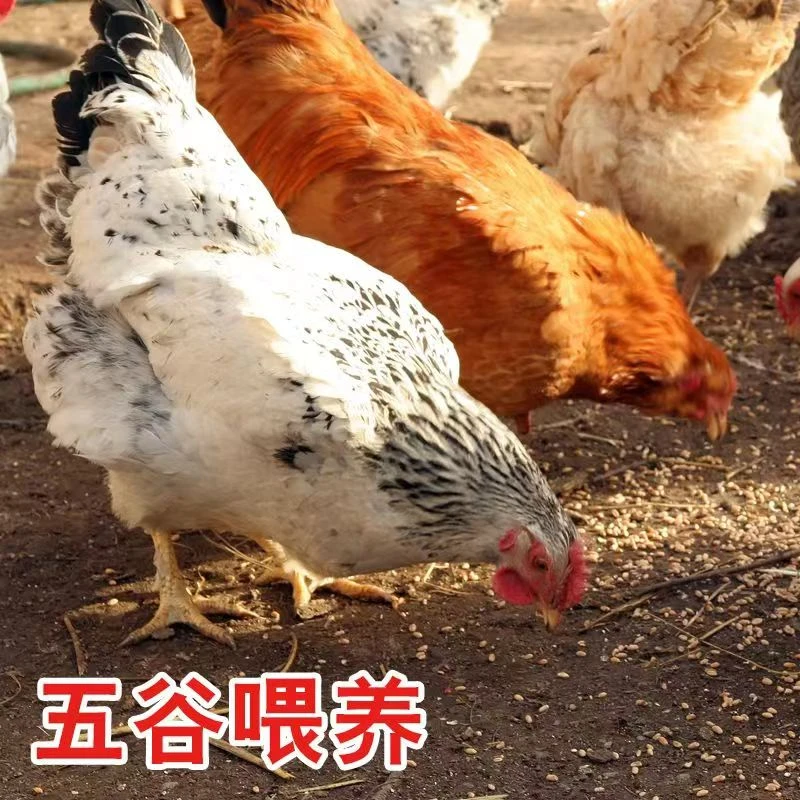 东北农家纯粮喂养2年以上老母鸡 黄皮黄油红肉 炖1小时40分钟以上